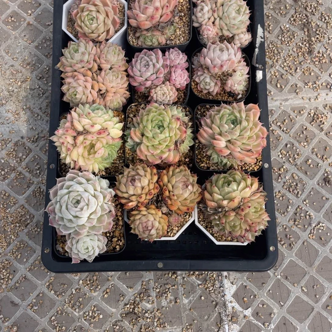 王****.多肉植物十二个精品组077