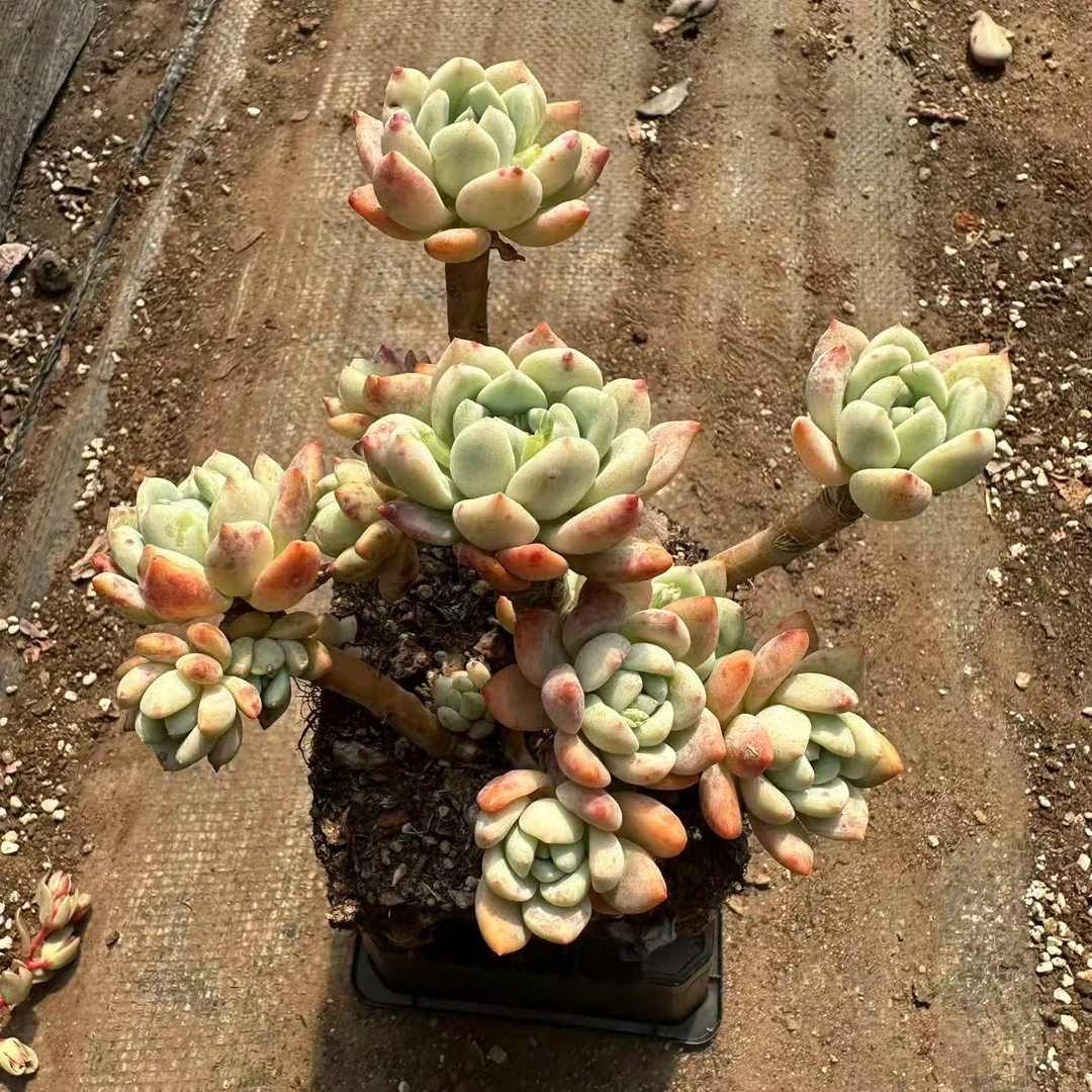 望舒 多肉植物云南基地直发货 新手好养活 室内外办公室 绿植花卉