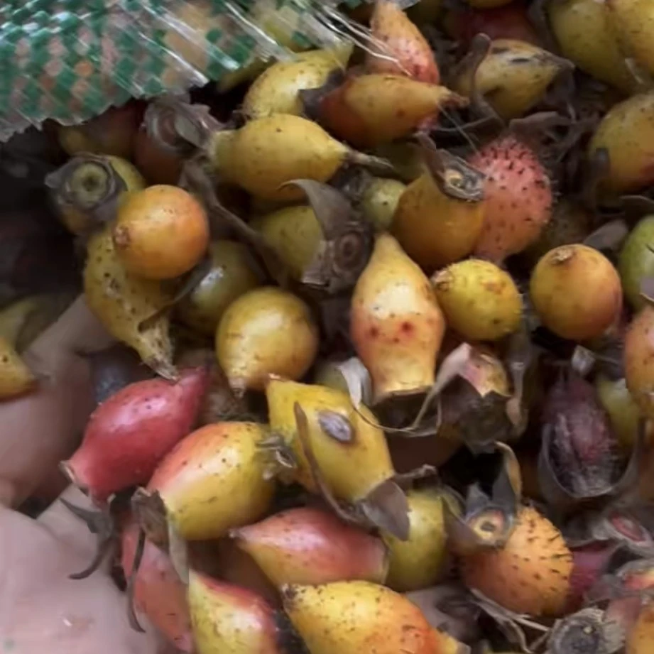 【金樱子】广西深山现摘野山刺梨鲜果新鲜现摘现发