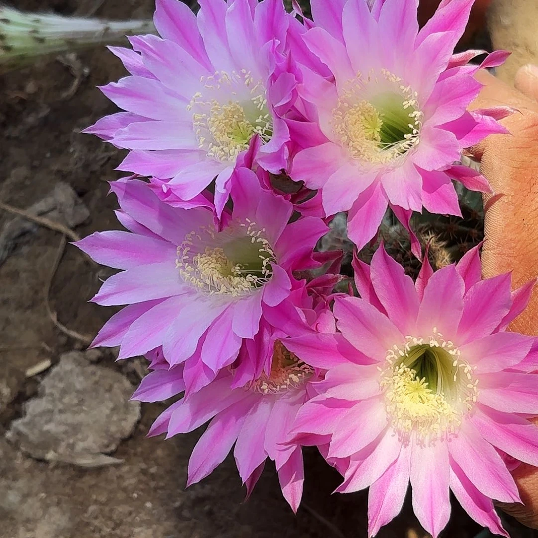 124 带根球脱土脱花瑕疵