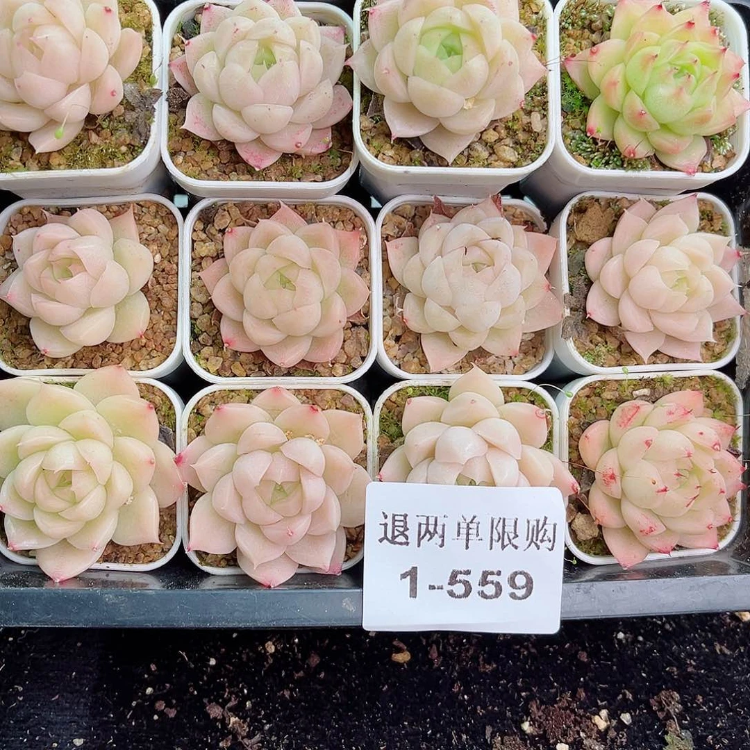 1-559 新疆西藏内蒙不发零度以下拍保温箱不拍不包损