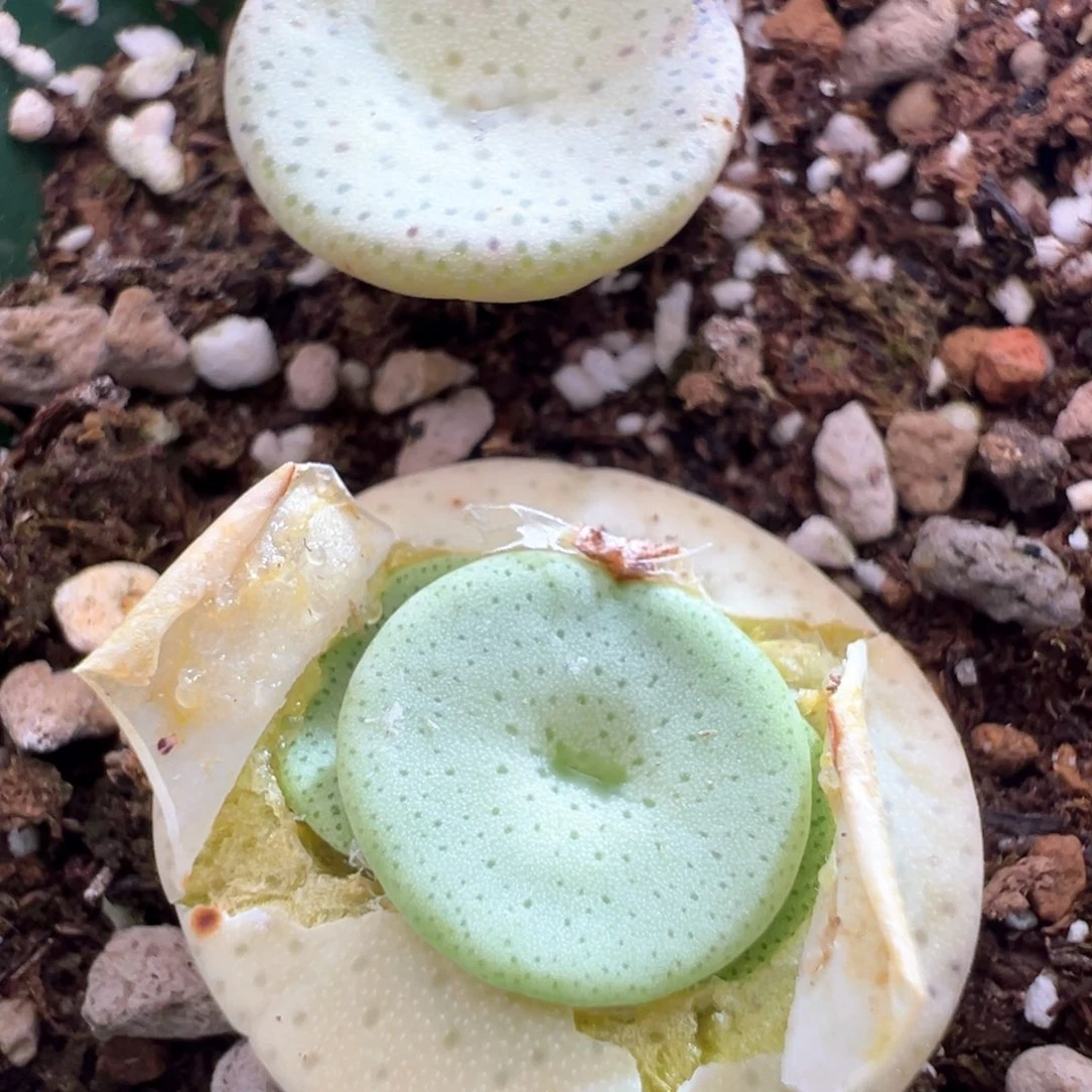 488。优选1427小酒杯。内三头