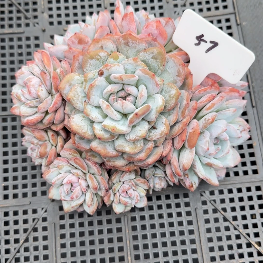 一物一拍橙梦露完美捧花57