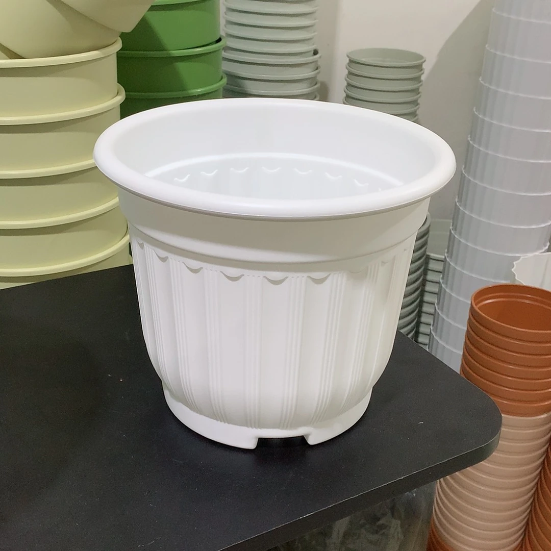 树脂罗马口24白4个无托