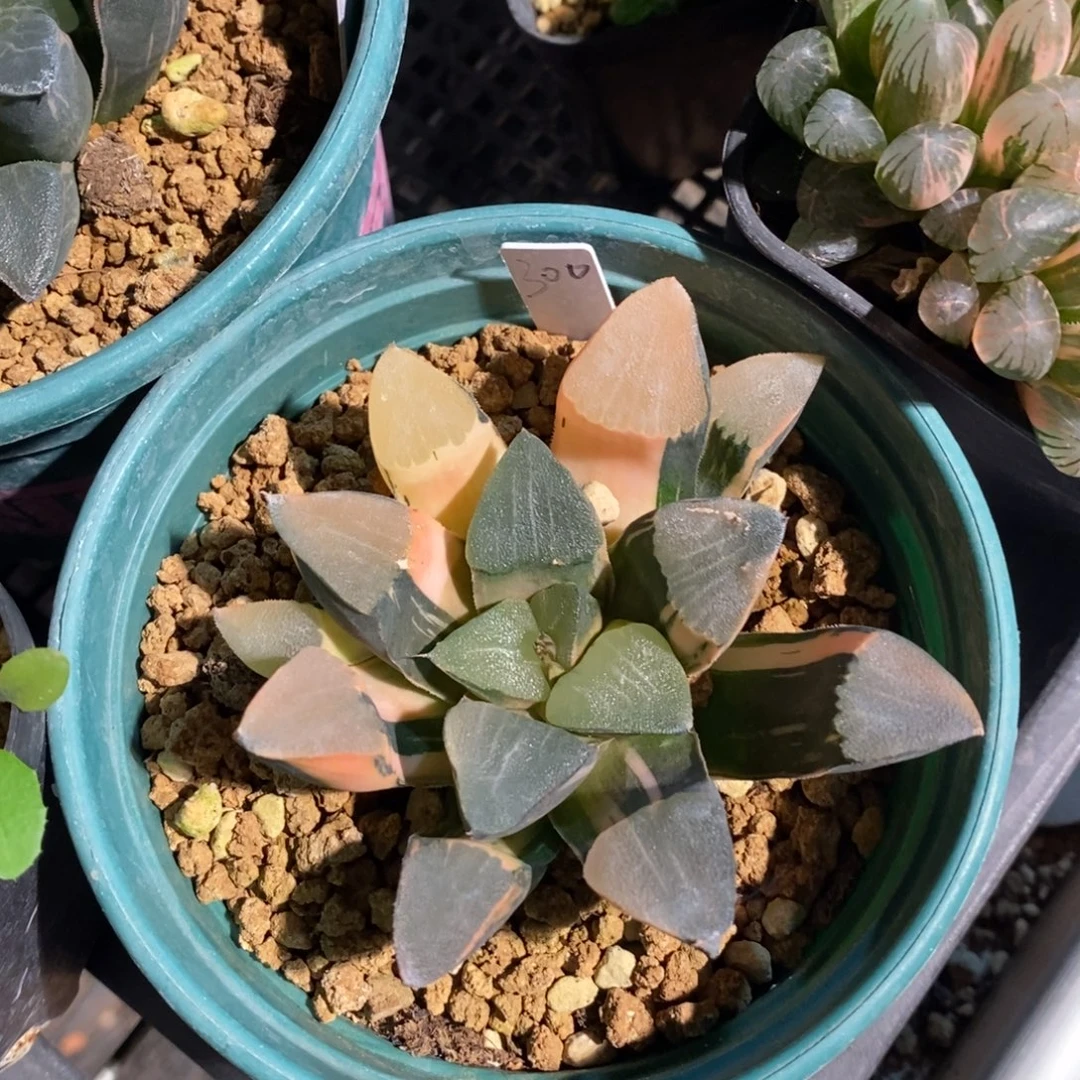 一颗实生大克锦