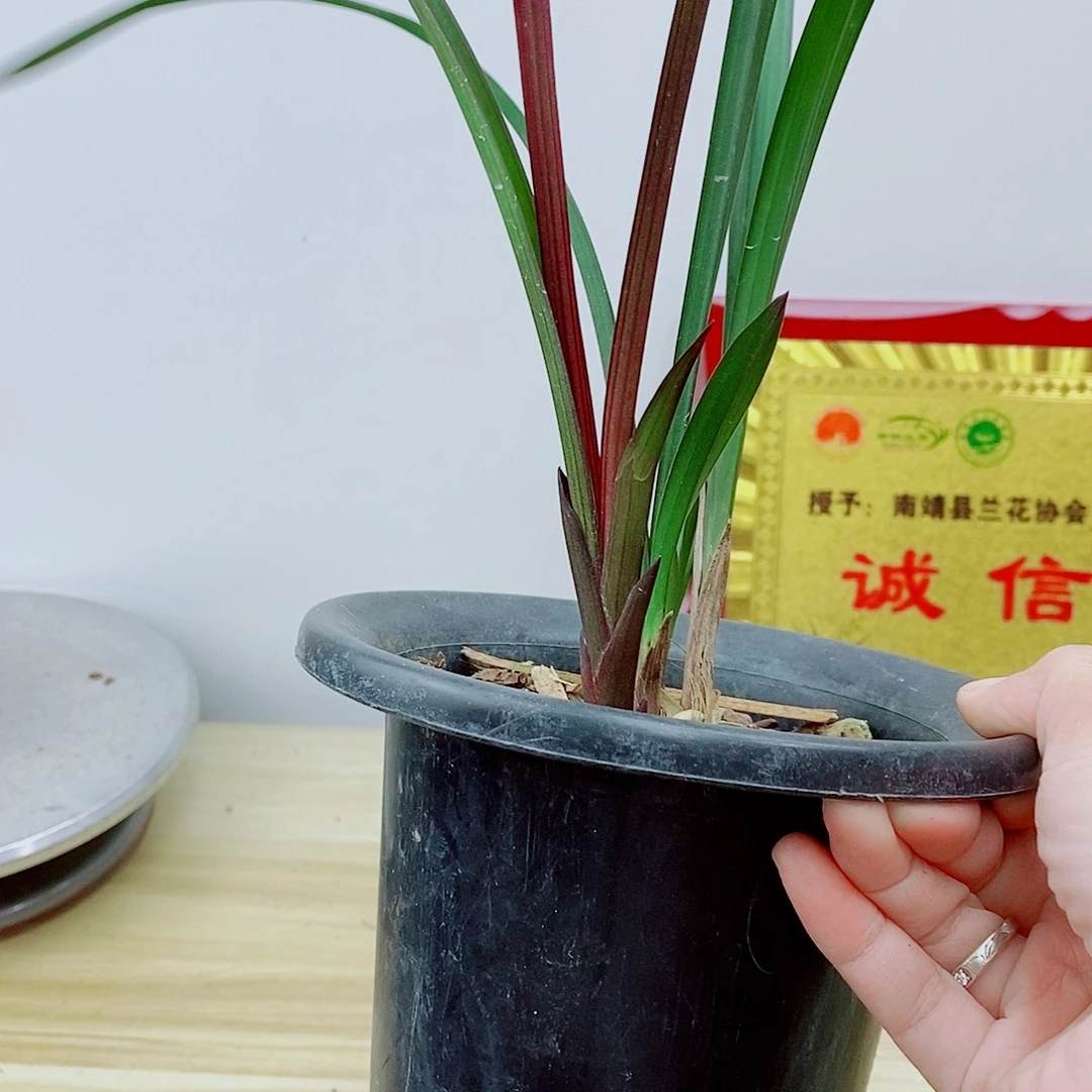 当前无花栽培后可以开花红