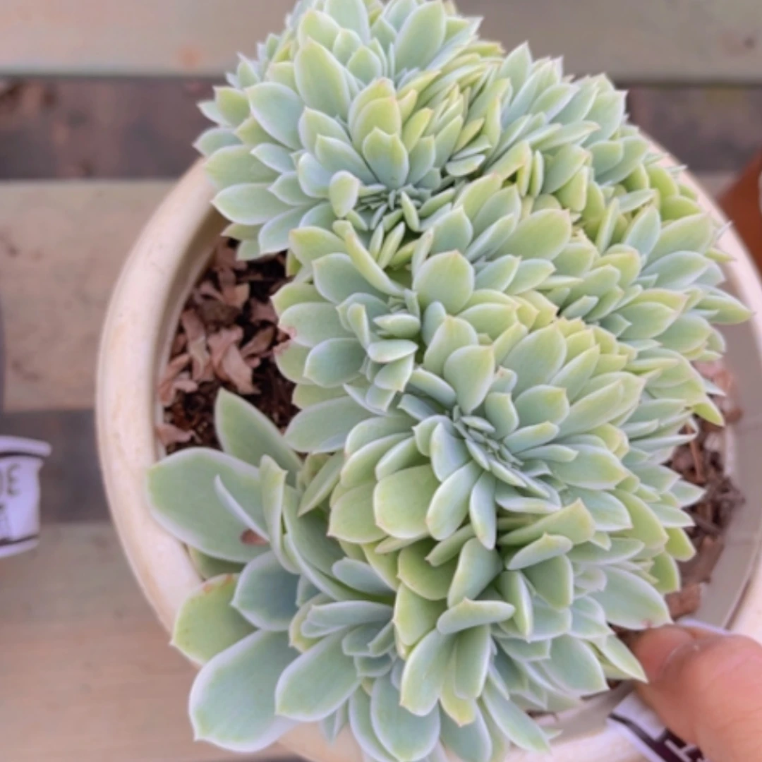 【闪购商品】柠檬玫瑰锦缀3027