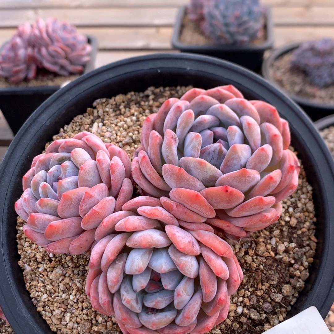 15厘米三头有砍包子脸星影4348