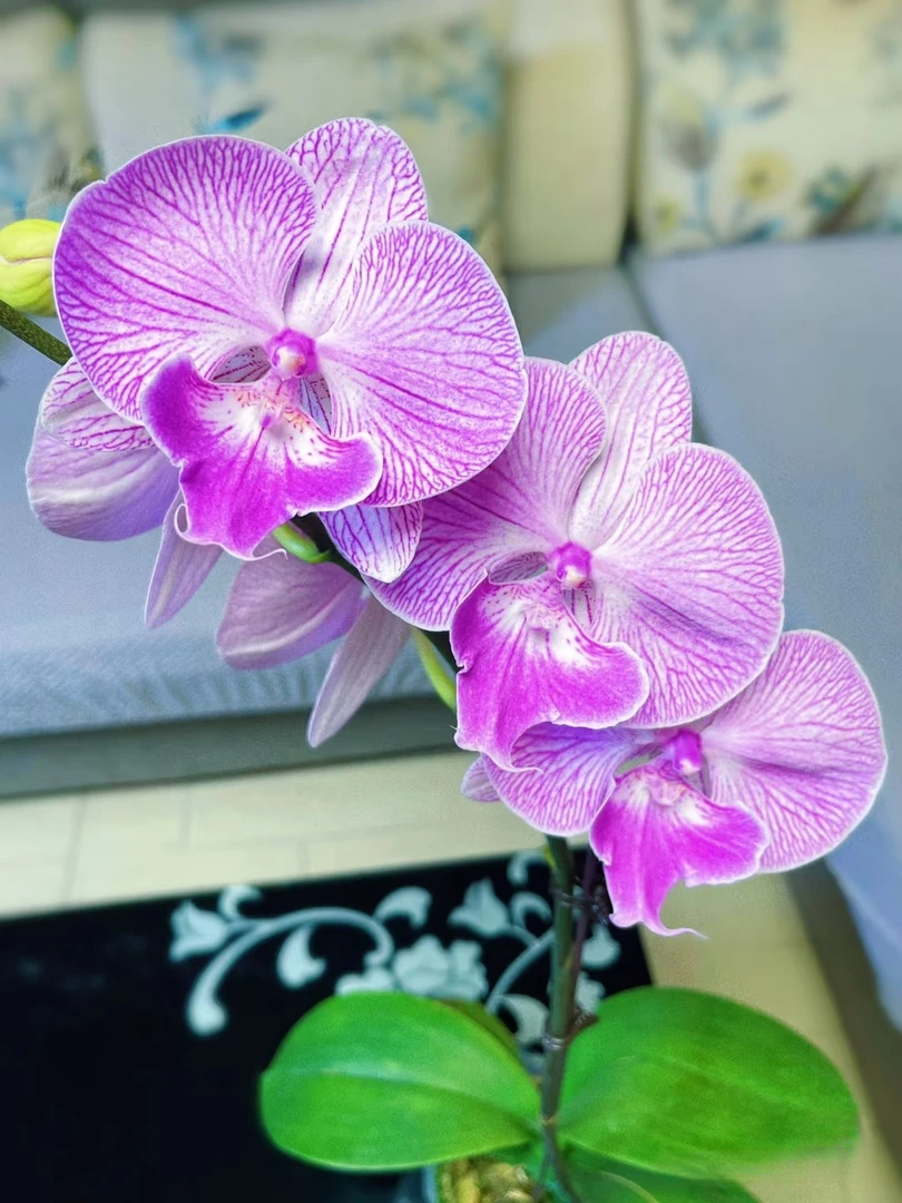 3.5寸（摩登女郎）蝴蝶兰不带花剑苗子发货叶片有开裂微瑕疵