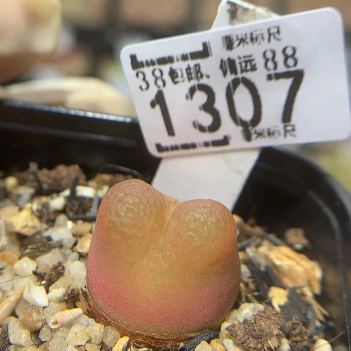 Zzx精品生石花1307