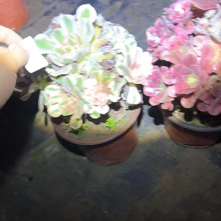 平***生不包断枝一物一拍13，15