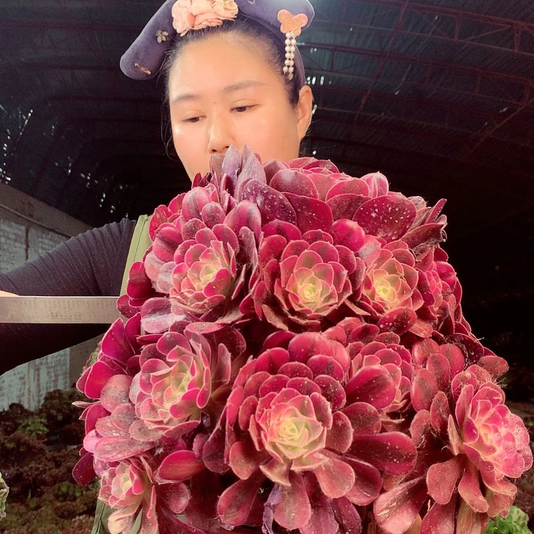 无花朵柒哥多肉法师不包侧断枝 106