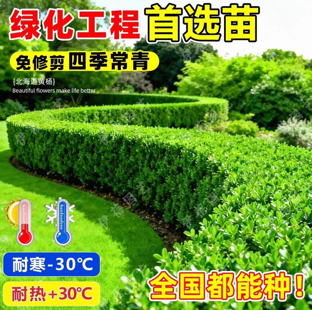 小叶黄杨苗瓜子苗北海道冬青苗法国冬青庭院四季常耐寒耐旱不落叶