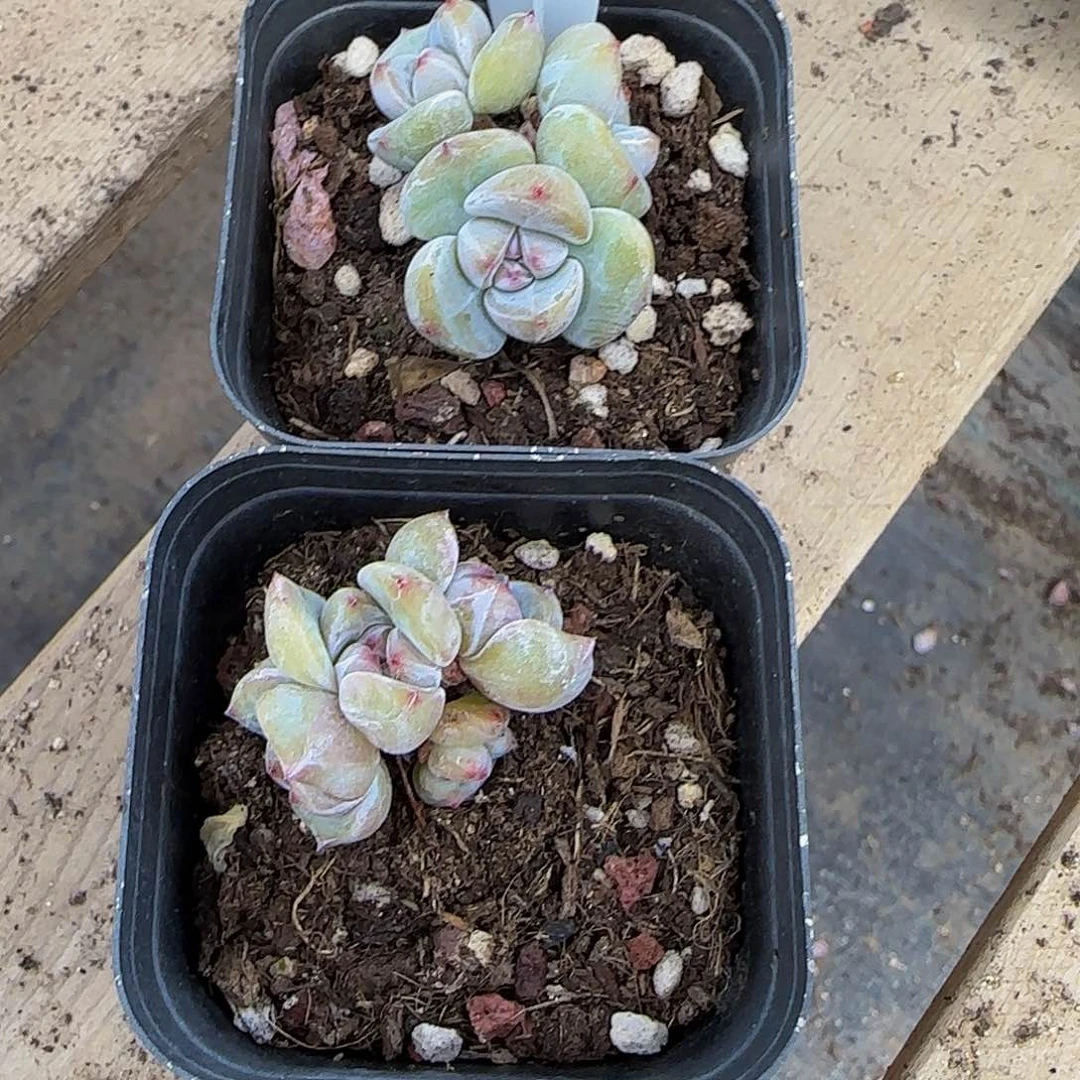 虹163号一物一拍特价福利