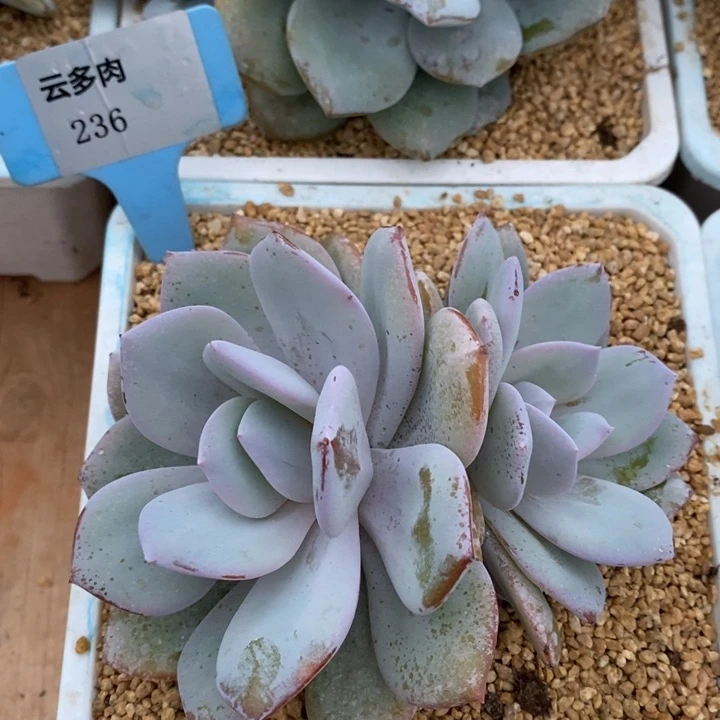 D236- 直播福利 奶茶