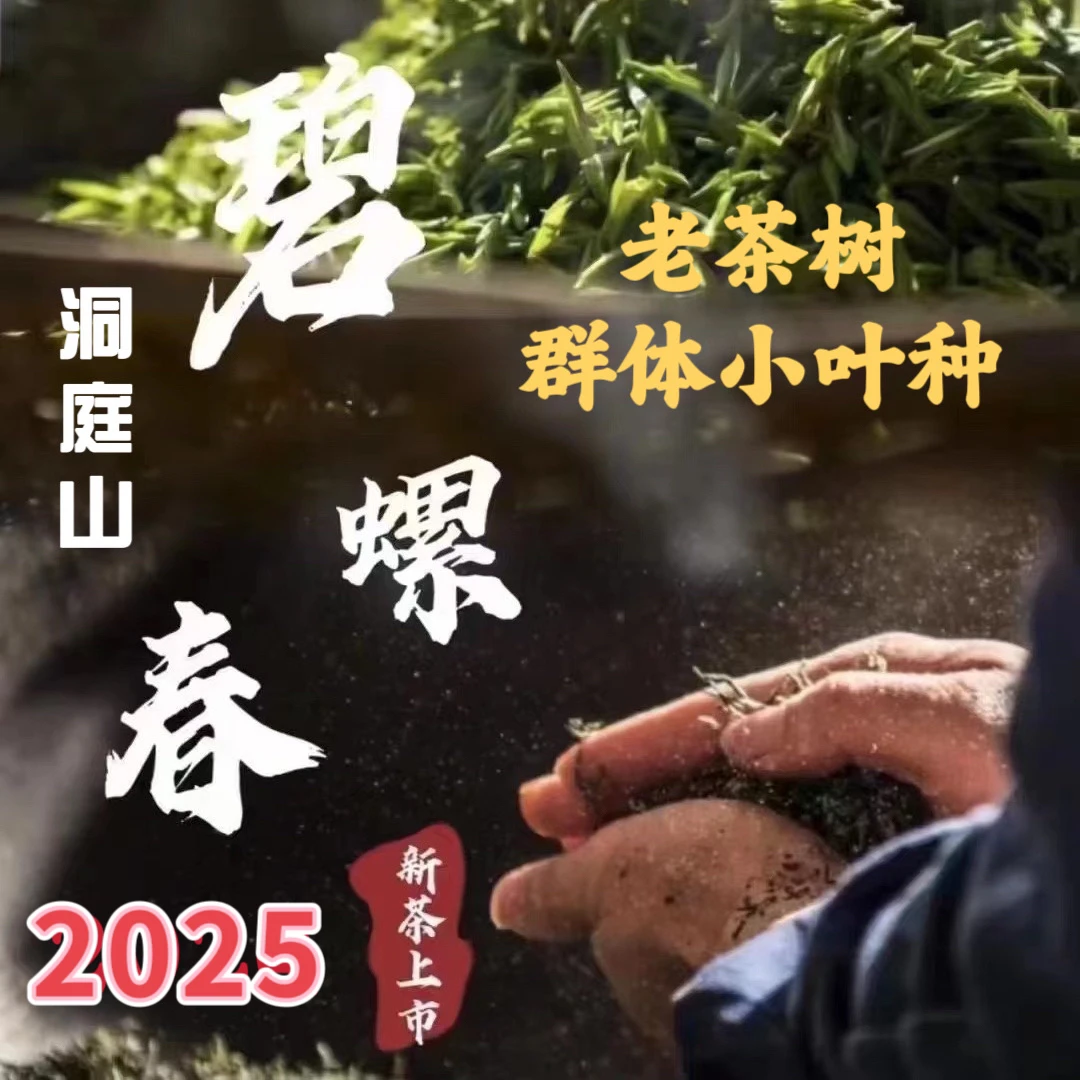 【明前群体种老树】2025明前新茶洞庭碧螺春 群体小叶种 苏州特产