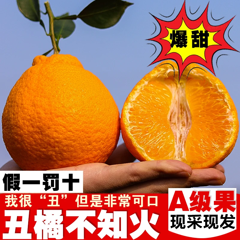 正宗四川不知火新鲜甜水果丑橘现摘现发孕妈妈水果