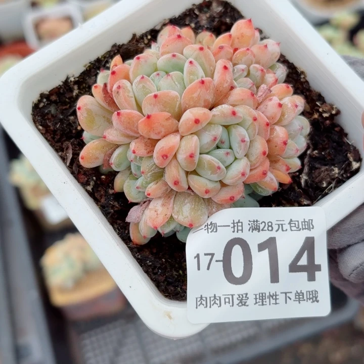 雪爪无盆土发货多肉多