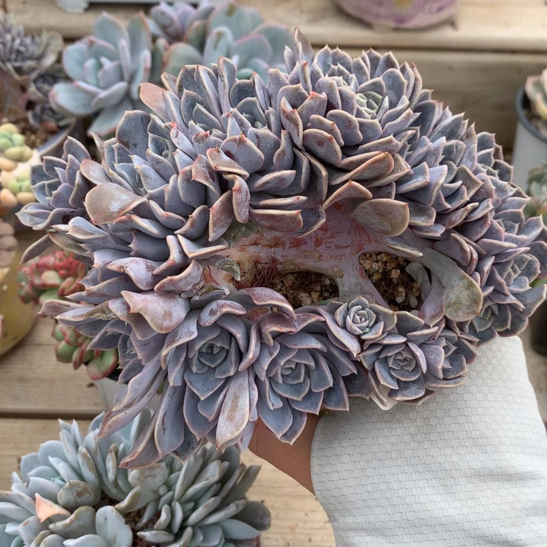 汉堡缀化多肉一颗16厘米