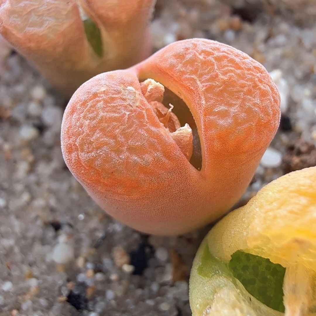 我**凹2.22.75/橘色风铃/多肉植物