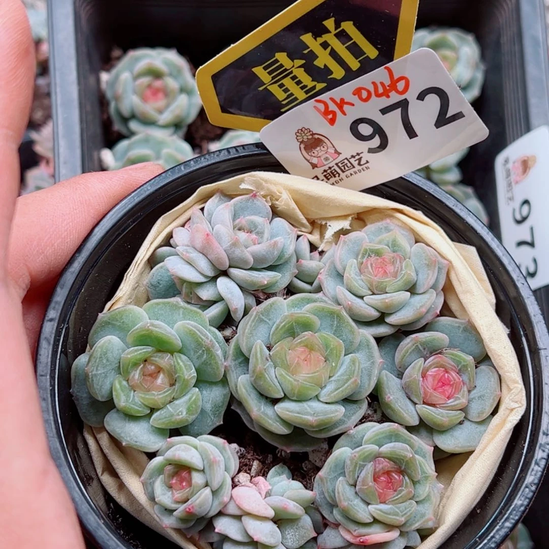 当前无花朵，栽培后可花朵