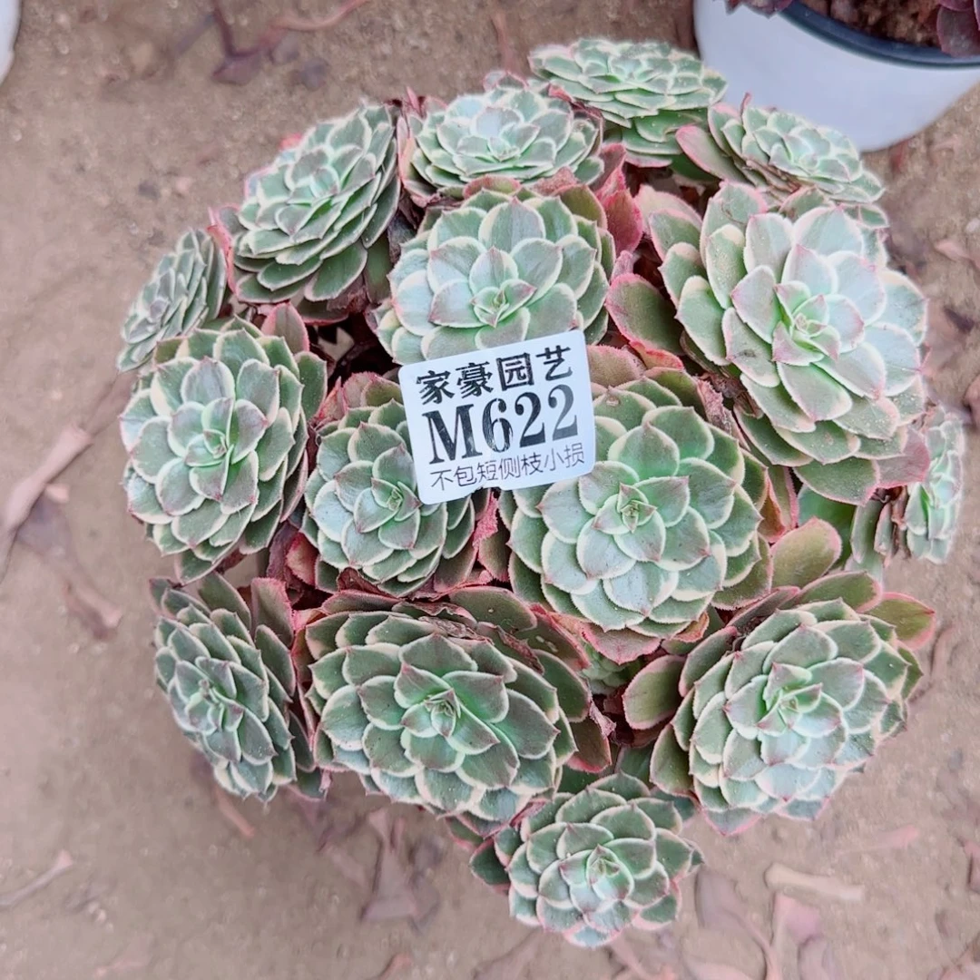 粉花妖622冠幅20左右