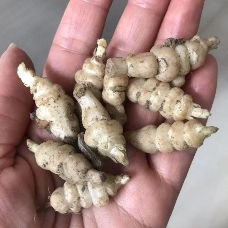 【宝塔菜种根】四季种植盆栽地栽阳台小院种植