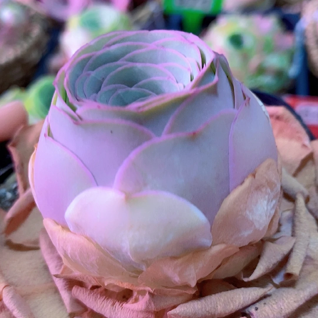 雪霁单头一物一拍371