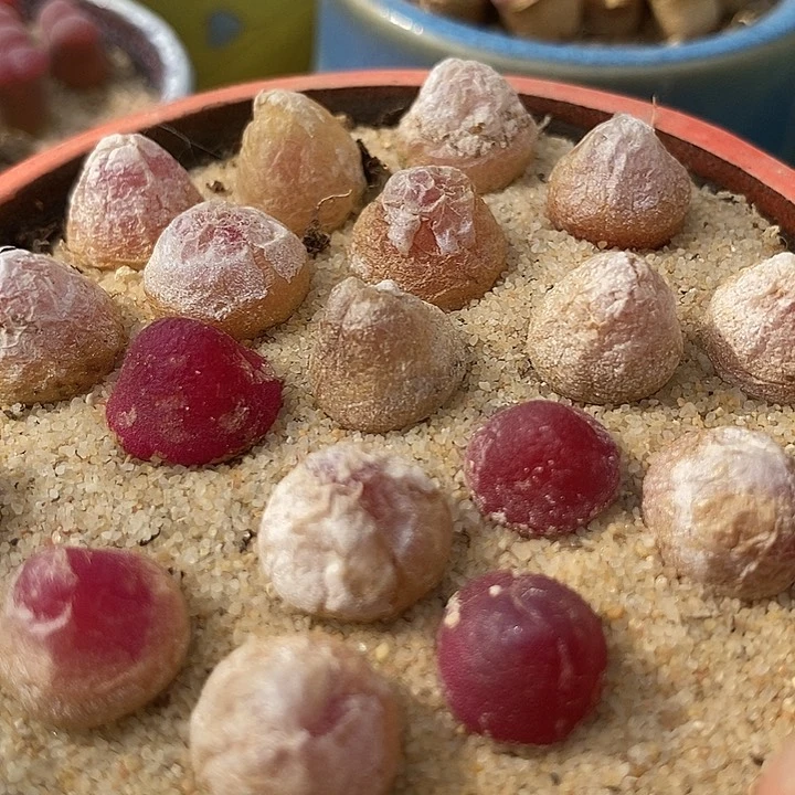 灯泡一颗   1厘米以上