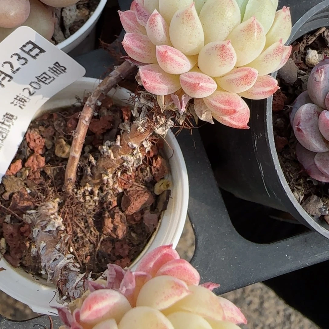 花语逸境0222-56