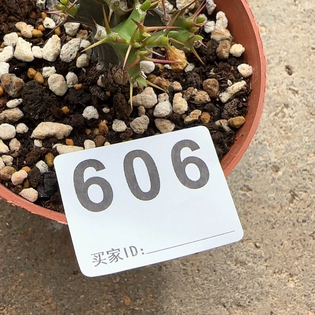 【闪购商品】闹*哄块根植物布纹球