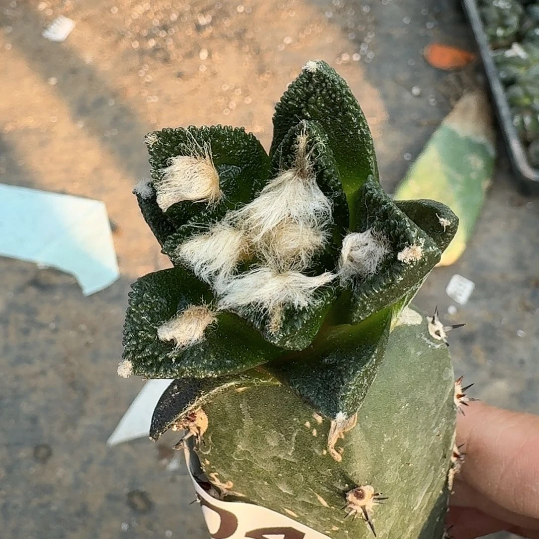 全部花朵纯种博士牡丹204