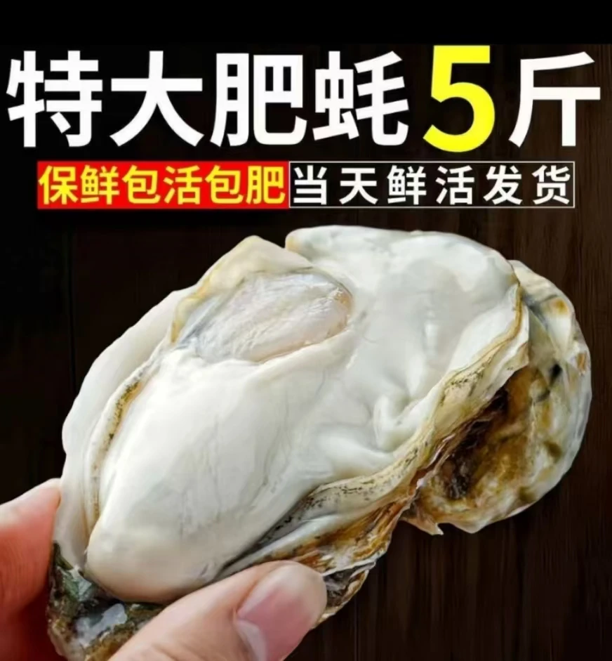 HK 新鲜生蚝5斤 连云港冷链发货 清蒸生蚝刺身生蚝单只3-4两