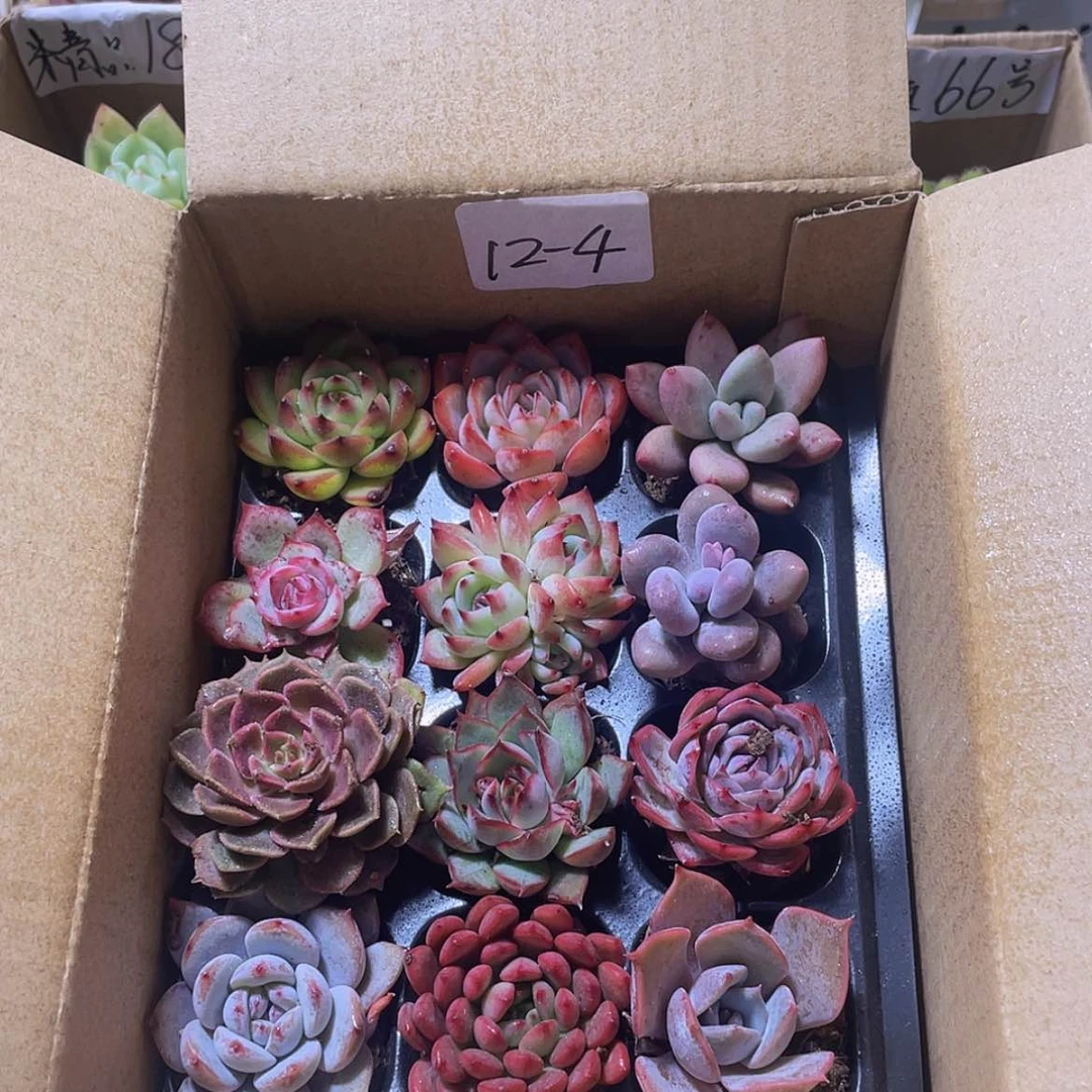 【闪购商品】12颗-4