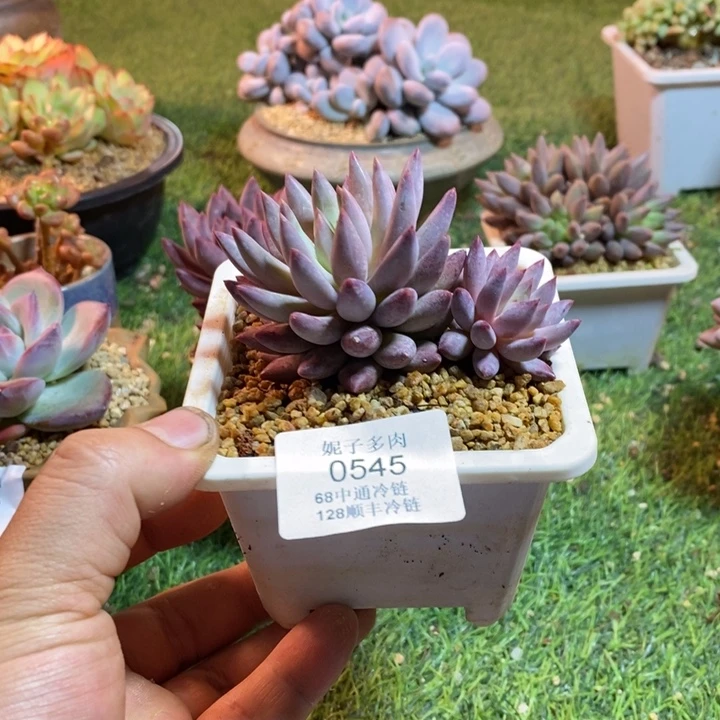 0545啊啊啊啊啊啊啊啊啊啊啊