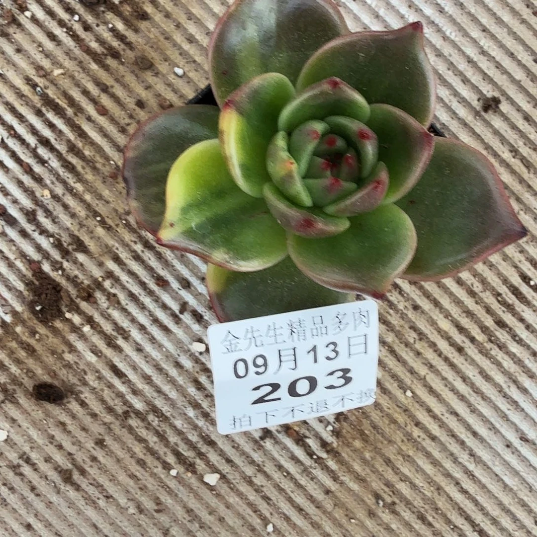 米***迪0913-203砂轮锦单头
