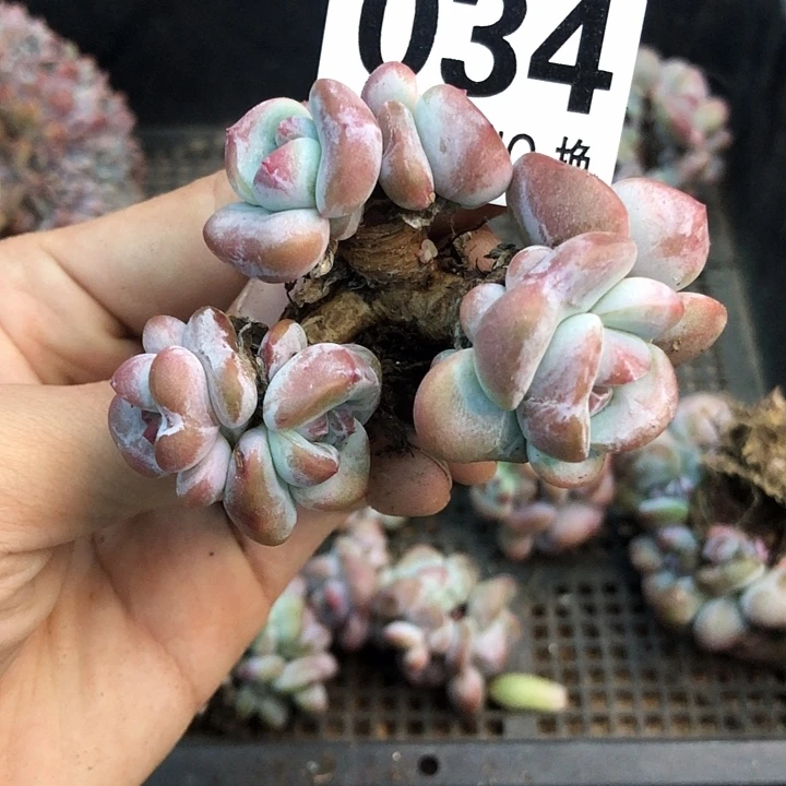 星影石榴籽福利出咯 034