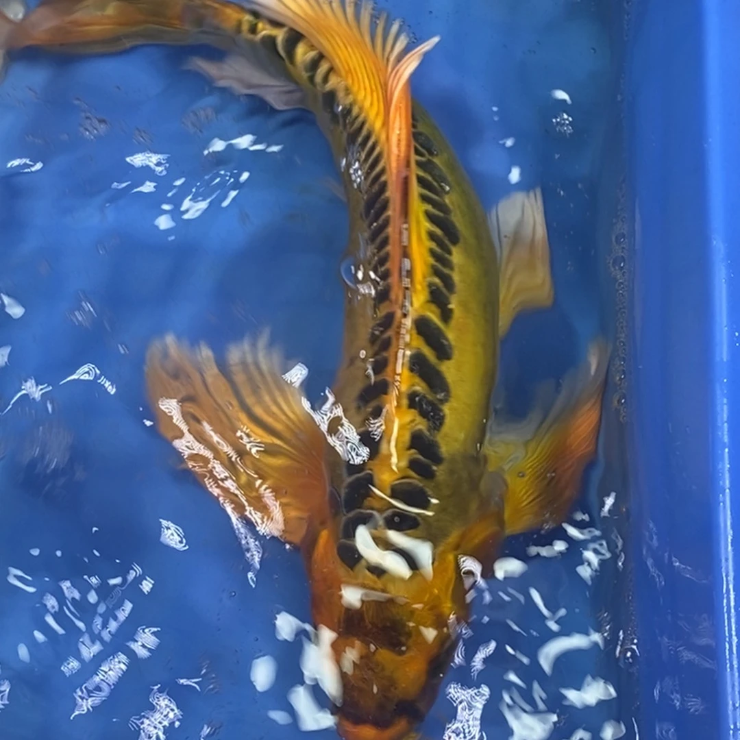 锦鲤冷水锦鲤包邮