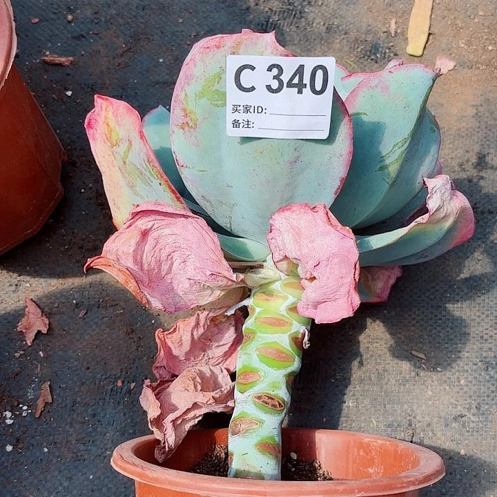 又**烟瑞蝶多肉340号