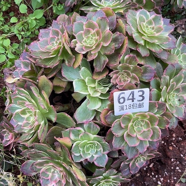 643万花筒朵朵发发发