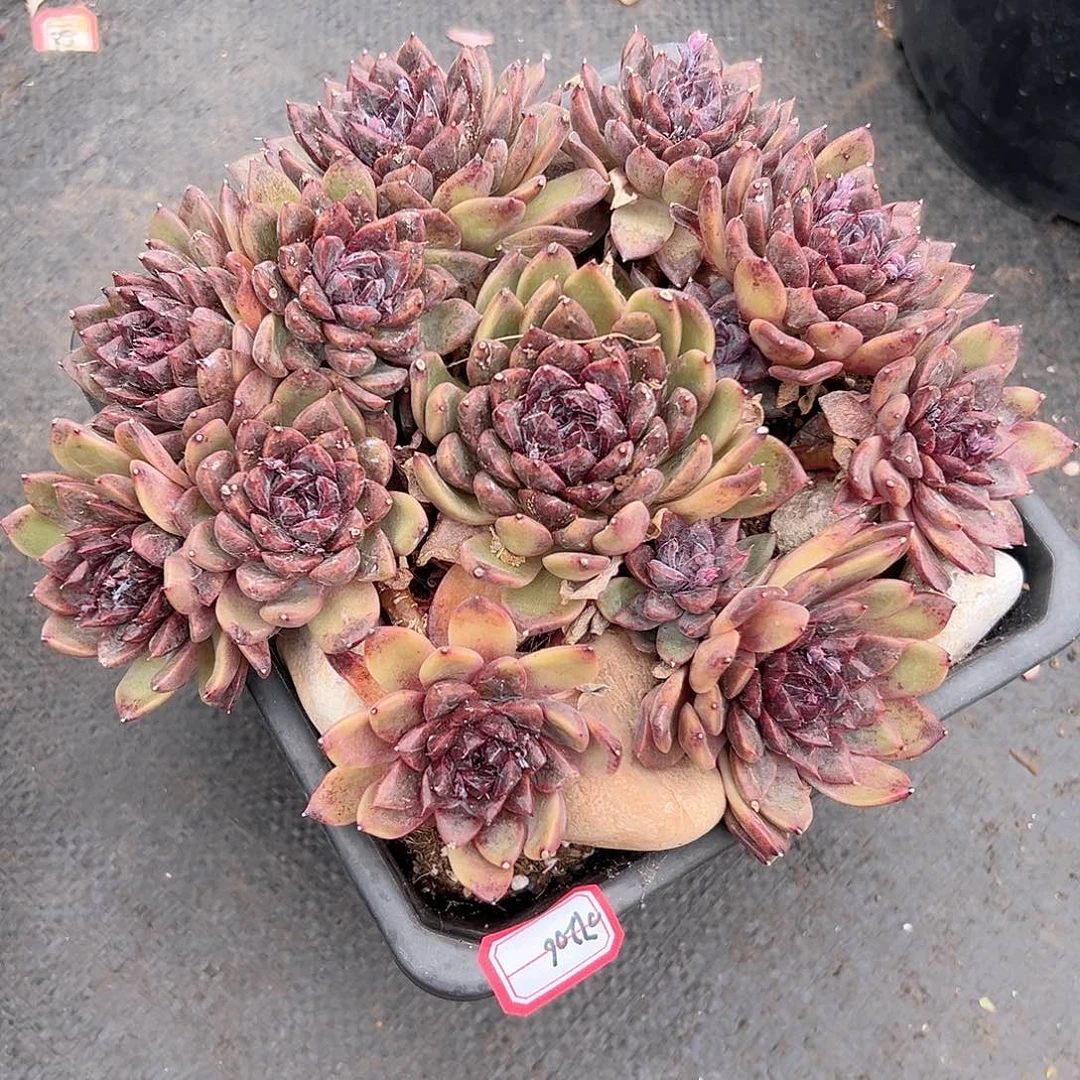 美**美07206黑水晶多肉