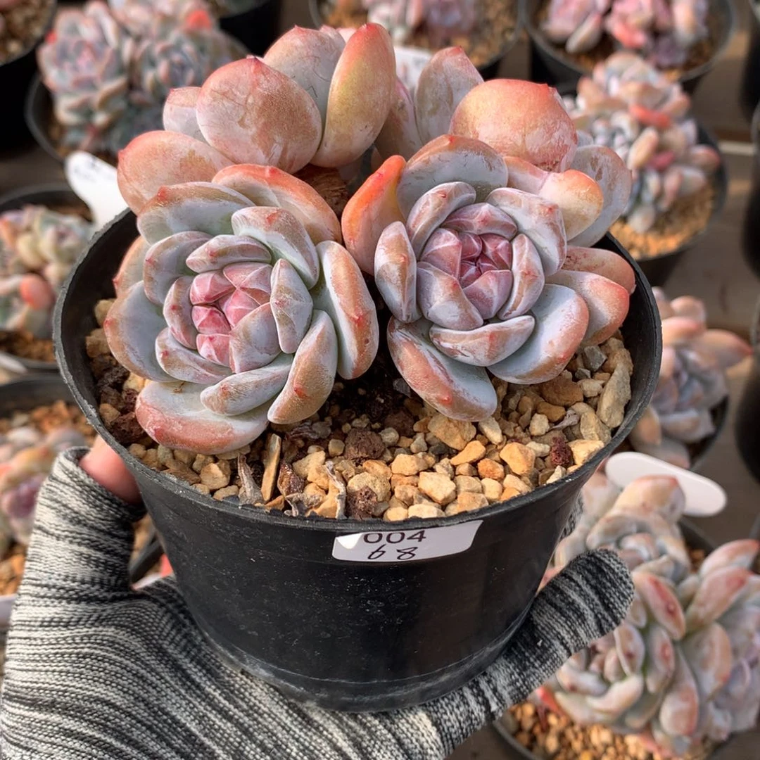 四头老桩子紫心11公分