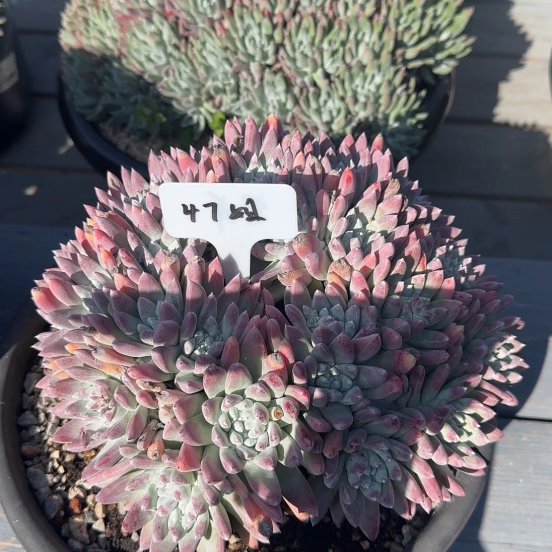 用****72025013147姐法姆