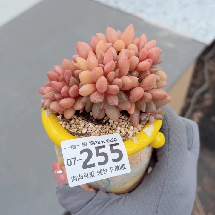 桃花源缀化多多肉植物多肉