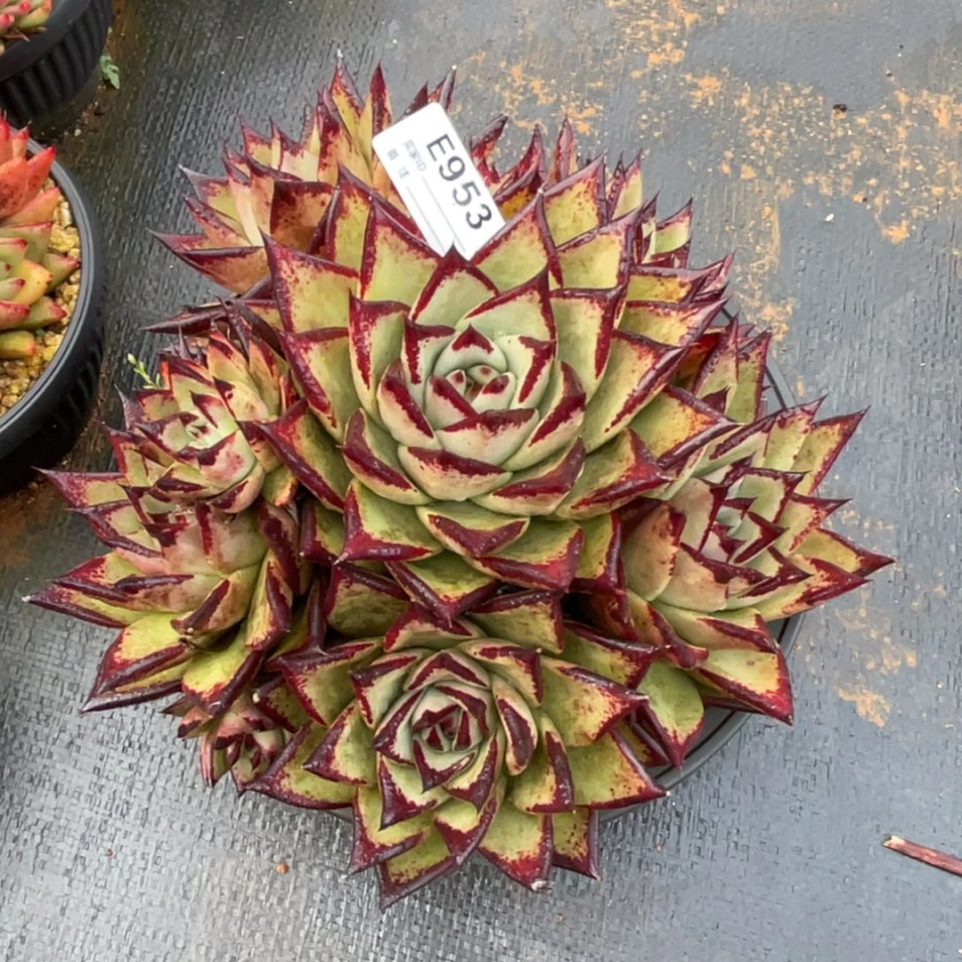 画***眠无花朵若如东云单拍E953