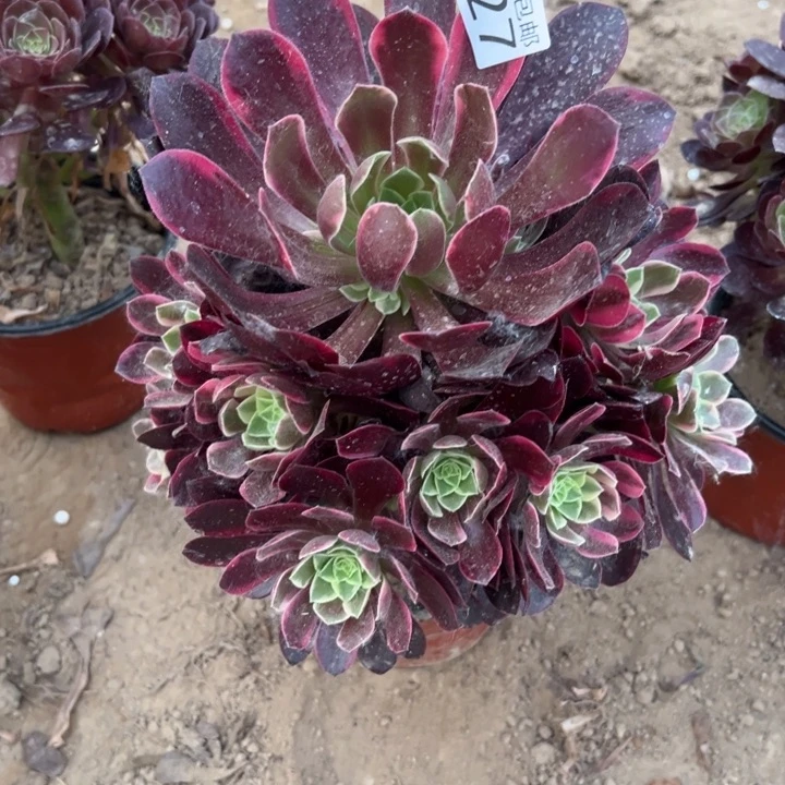 无花朵527金丝雀大手捧1号