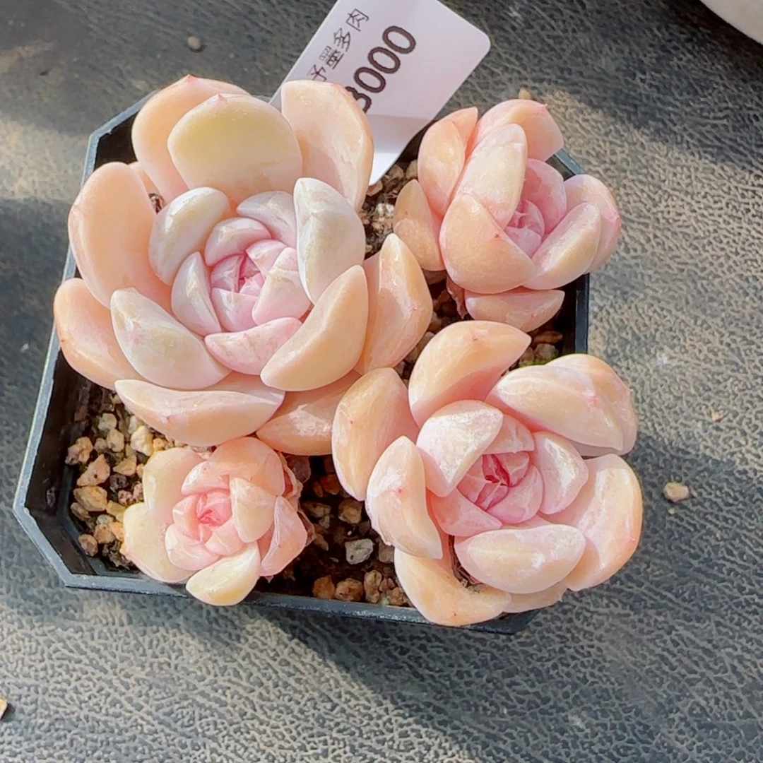 胖虎无砍，3000多肉植物