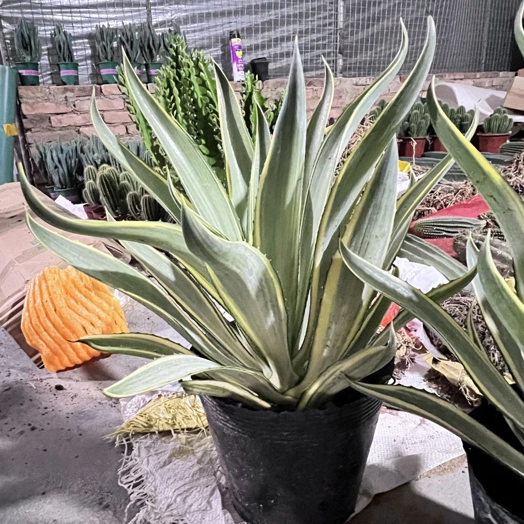 翡翠盘锦龙舌兰植物盆栽四季除甲醛沙漠景观植物客厅室内防辐射