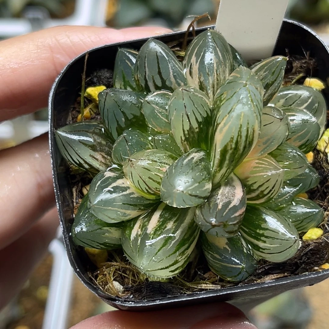 88双头龙爪玉露锦
