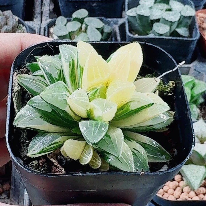 无花朵十二卷 姬寿锦 福利